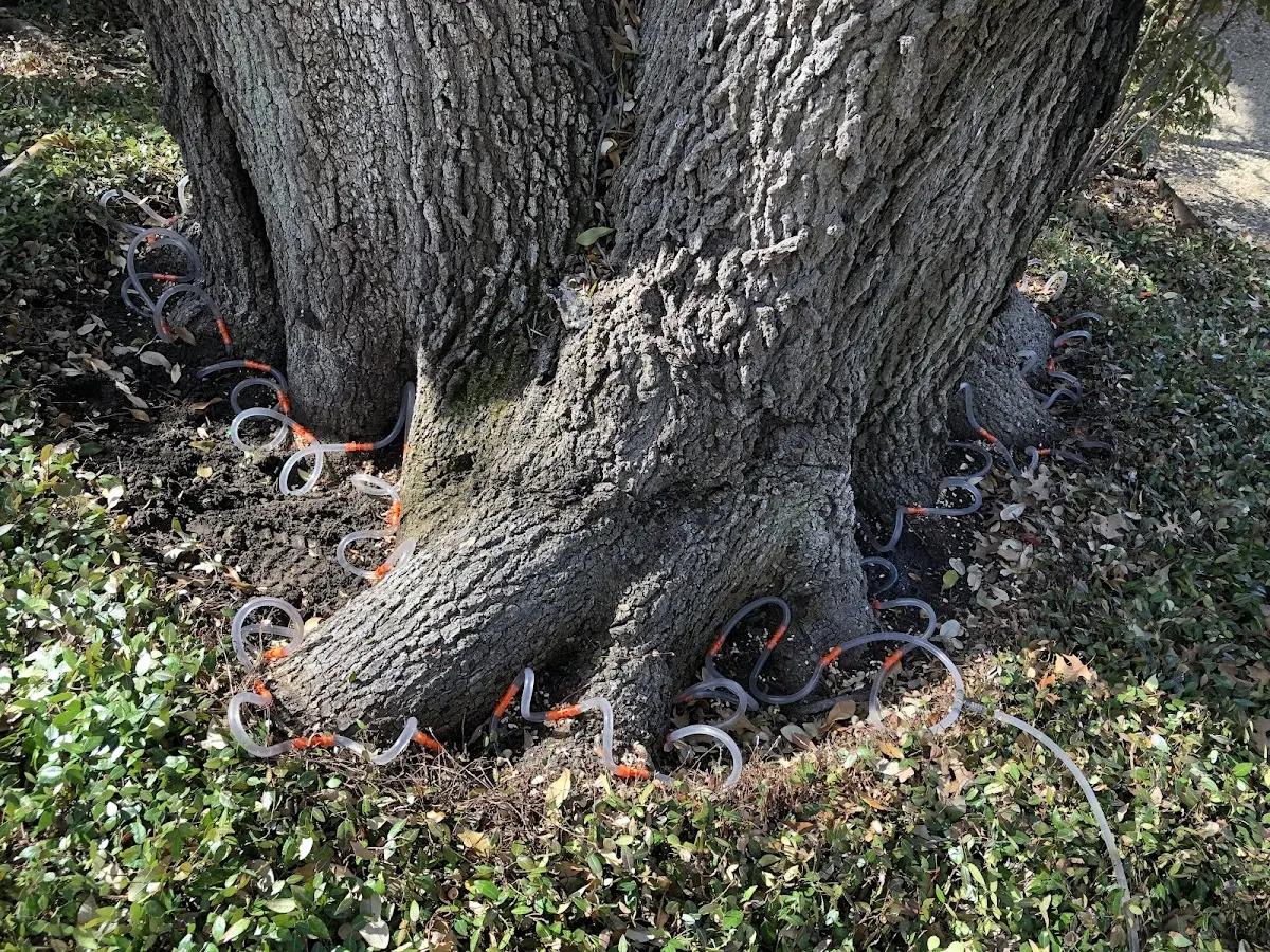 Detailed Tree Cabling and Bracing job site in Russells Point
