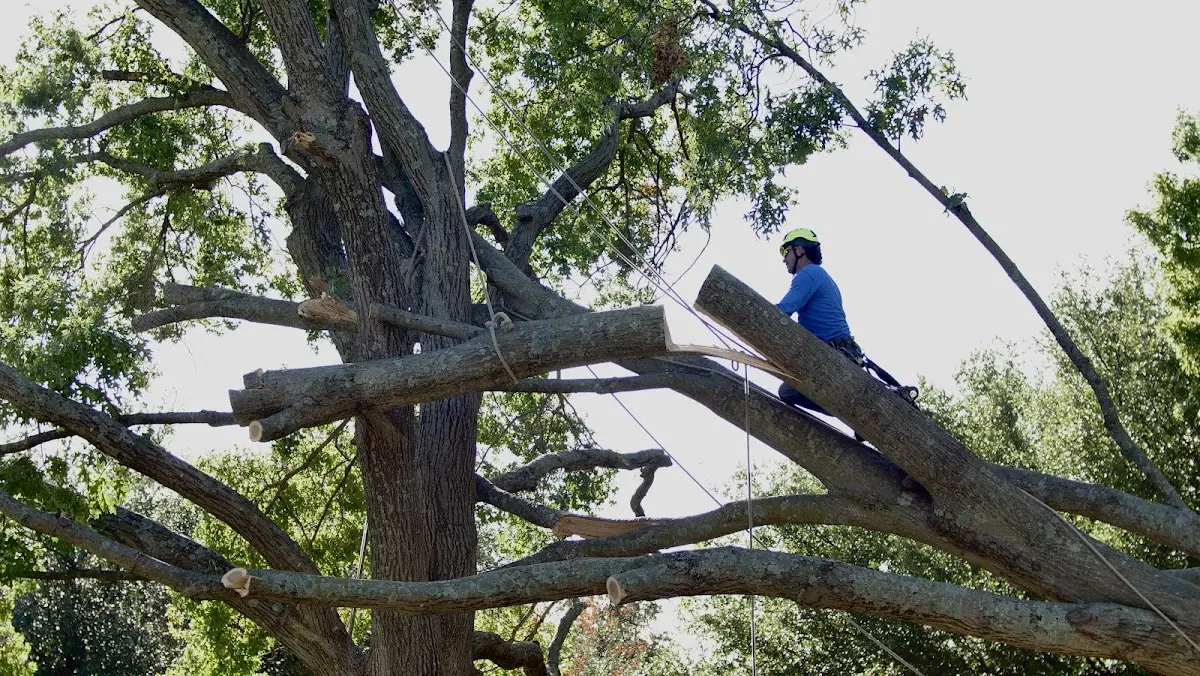 Professional Crown Thinning performed by certified arborists in Russells Point