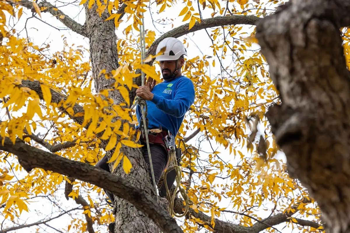 Skilled Tree Pruning crew working in Russells Point